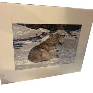 Local artist photo mat, 14 x 11, West Yellowstone grey wolf in package